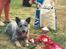 Australsk cattledog Dinky