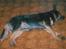 Australsk cattledog Gizmo 