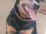 Australsk cattledog Gizmo 