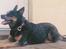 Australsk cattledog Gizmo 