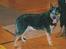 Australsk cattledog Gizmo 