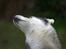 Siberian husky Jazzy