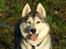 Siberian husky Jazzy