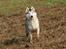 Siberian husky Jazzy