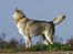 Siberian husky Jazzy