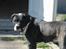 Amerikansk bulldog VBA's Kela R.I.P 2011 - Hey med dig..