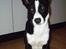 Blanding af racer Phoebe (R.I.P)