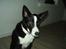 Blanding af racer Phoebe (R.I.P) - phoebe med sit nye desginer halsbånd fra dogs are diamonds i aalborg