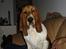 Basset hound Holger - Hvad har Du gang i mor, lå lige og hyggede med farmand