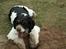 Amerikansk cocker spaniel Zorro - puha holder lige en pause