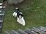 Amerikansk cocker spaniel Zorro - Hvad laver du der oppe, kom ned med dig