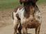Engelsk springer spaniel Ciago - 2007
