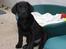 Labrador retriever Nemo