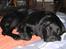 Labrador retriever Nemo