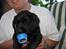 Labrador retriever Nemo