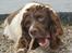 Engelsk springer spaniel Ciago