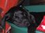 Labrador retriever Nemo