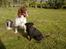 Engelsk springer spaniel Ciago