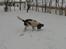Engelsk springer spaniel Ciago - Ciago i sneen i 2005