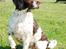 Engelsk springer spaniel Ciago