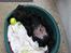 Labrador retriever Nemo