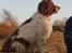 Engelsk springer spaniel Ciago