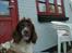 Engelsk springer spaniel Ciago