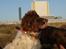 Engelsk springer spaniel Ciago