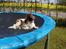 Engelsk springer spaniel Ciago