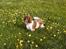 Engelsk springer spaniel Ciago
