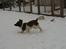 Engelsk springer spaniel Ciago