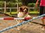Engelsk springer spaniel Ciago