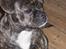 Blanding af racer Luna (R.I.P aflivet 17/1-17)