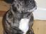 Blanding af racer Luna (R.I.P aflivet 17/1-17)