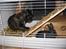 Blanding af racer Luna (R.I.P aflivet 17/1-17) - Kan den mon spises?