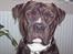 Amerikansk bulldog Santos 18/5 - Mr. Handsome