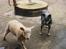 Australsk cattledog Dinky - Gad vide hvad det er for hund... ?????