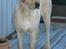 Labrador retriever Kikki - Kikki-piien..