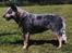 Australsk cattledog Dinky