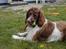 Engelsk springer spaniel Ciago