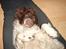 Engelsk springer spaniel Ciago
