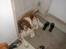 Engelsk springer spaniel Ciago