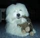 Coton de tulear Chicco