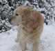 Golden retriever West End If I Were A King