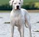 Dogo argentino Emilia