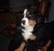 Berner sennenhund brutus  :-)  (-: