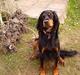 Gordon setter Fiona (Fie) *død* 