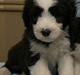 Bearded collie Megan