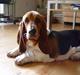 Basset hound Holger