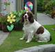 Engelsk springer spaniel hansi ( rico )